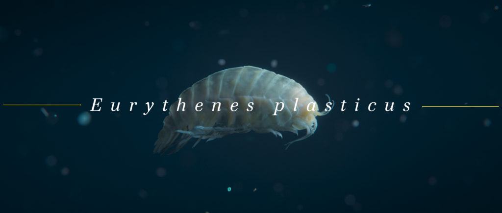 Wwf Eurythenes Plasticus Psyop